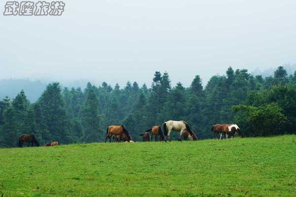 去仙女山,在火爐重慶的享夏日清涼